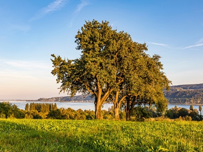 Apple trees on Lake Constance