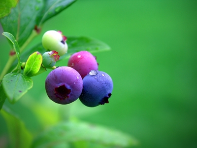 Not all blue berries.