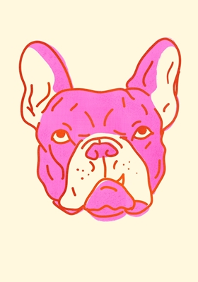 Różowy francuski bulldog