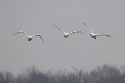 Three swans
