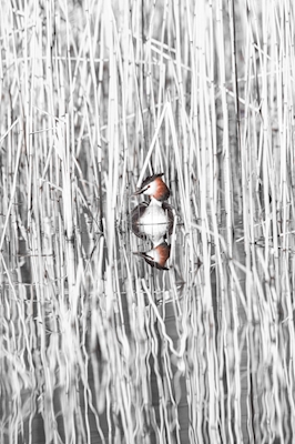 Crested grebe in b&w reeds