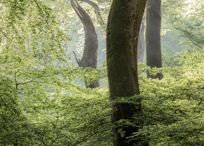 Forêt de hêtres danois au printemps
