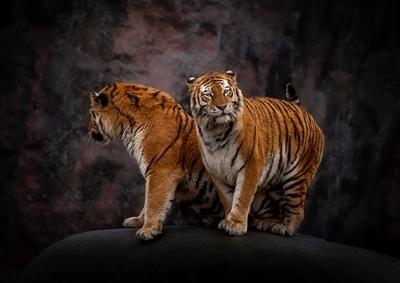 Tigrarna