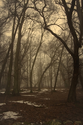 Mystisk skog 