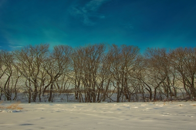 trær vinterlandskap skog