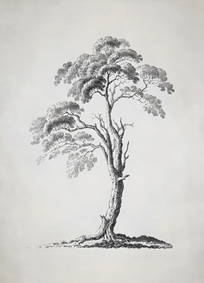 Antique Tree Sketch