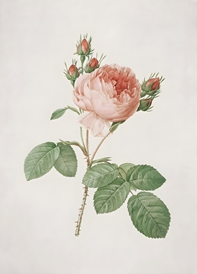 Vintage Rose Painting