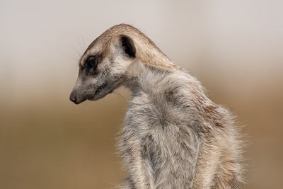 En poserende surikat