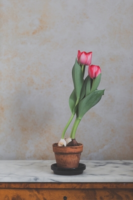 A Tulipa