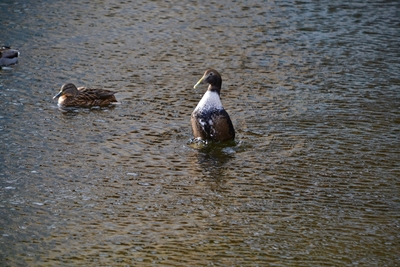 Duck splashes in the water