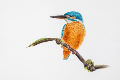female kingfisher 