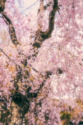 Kirschblüten in Kyoto