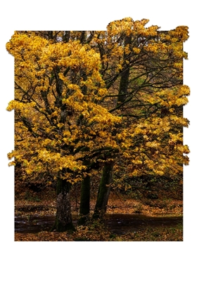 Árvores de Outono