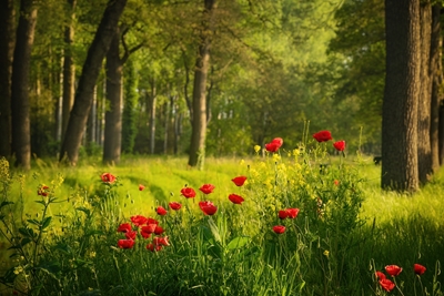 Poppies in a Dutch forest