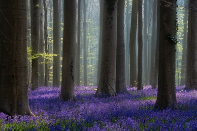 Blauglocken-Wald