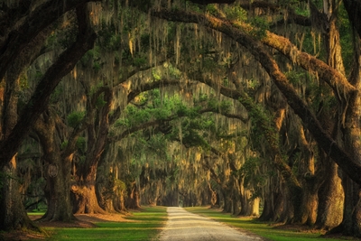 Lowcountry tree tunnel