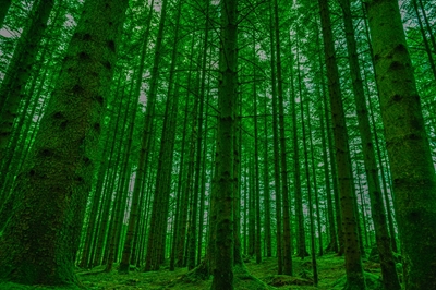 Zelený les