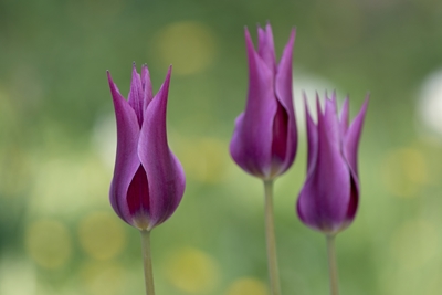 Purple tulips. 