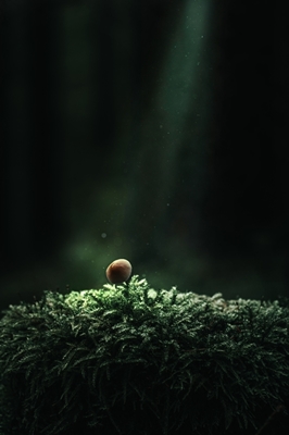 Alone in the moss