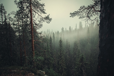 Atmosphärischer Wald