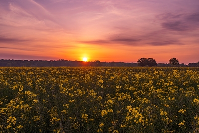 Sunrise at the rapeseed field