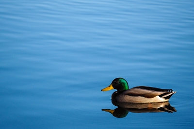 Mallard duck in calm water