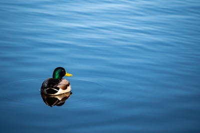 Mallard duck in blue water