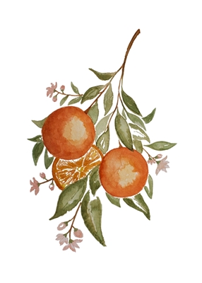 Apelsinkvist