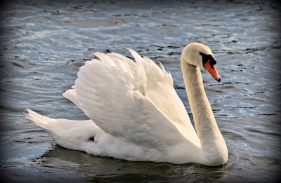 the Swan
