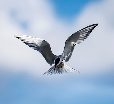 Common Tern, Seagull