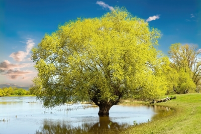 Een boom in het water