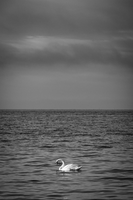 Cisne gracioso em águas escuras