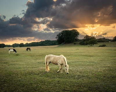 Koně při letním západu slunce