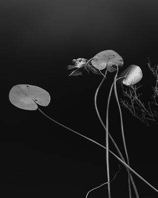 Waterleliebladeren in zwart-wit