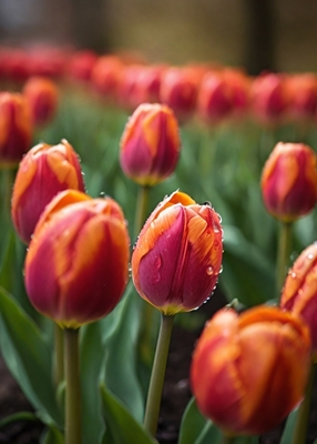 Tulipanes en flor