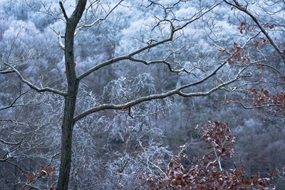 Talvipuunrunko pyökkikengässä