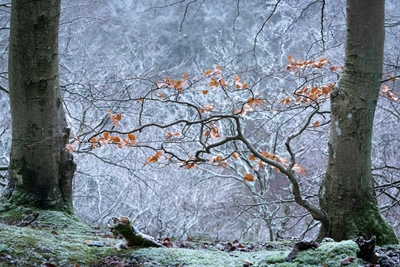Beech Tree with Winter Leaves