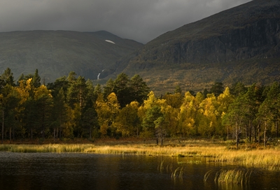 Herfst berken in Laponia