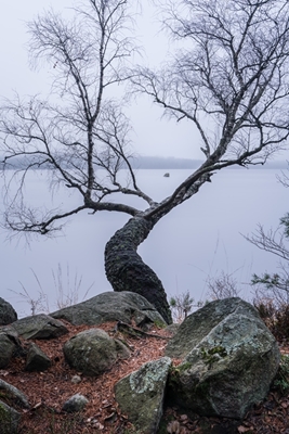 Solitary Birch by the Lake