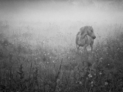 Cheval dans le brouillard du soir