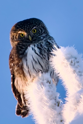 Sparrow owl