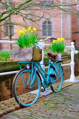 Holenderski rower z żonkilami