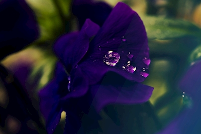 Violetti sade