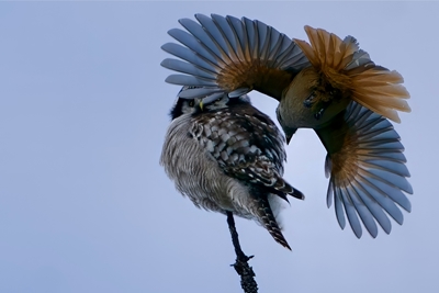 Siberian Jay vs Hawk owl