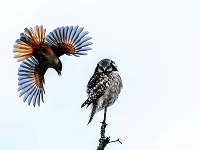 Hawk ugle vs sibirisk jay