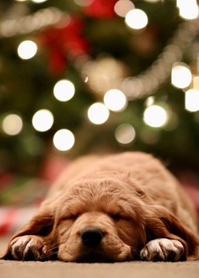 Hond voor Kerstmis