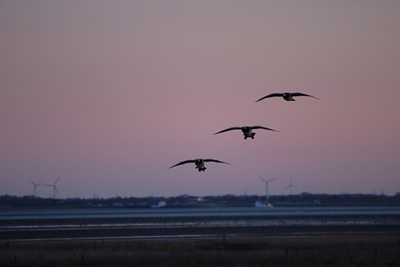 Wild Geese Formation Flight