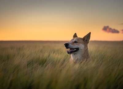 Kanaan-Hund bei Sonnenuntergang