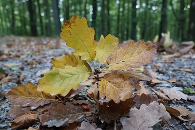Hojas de otoño en el camino del bosque