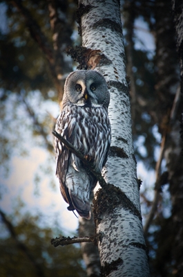 The great grey owl 